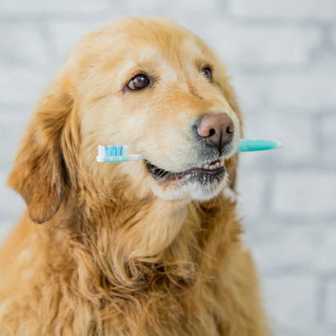 A dog playfully holds a toothbrush in its mouth