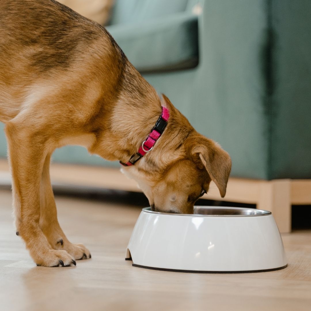A dog happily eating from a bowl placed on the floor