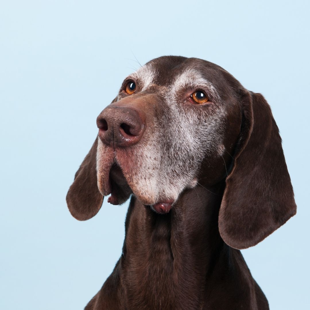 A dog gazes up at the camera with a curious expression