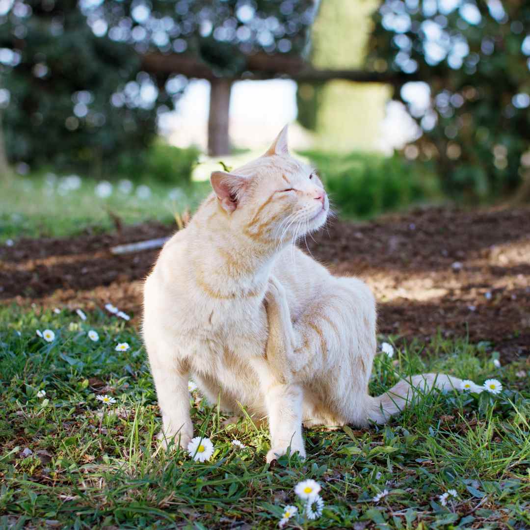 A cat sitting on the grass with its paws raised