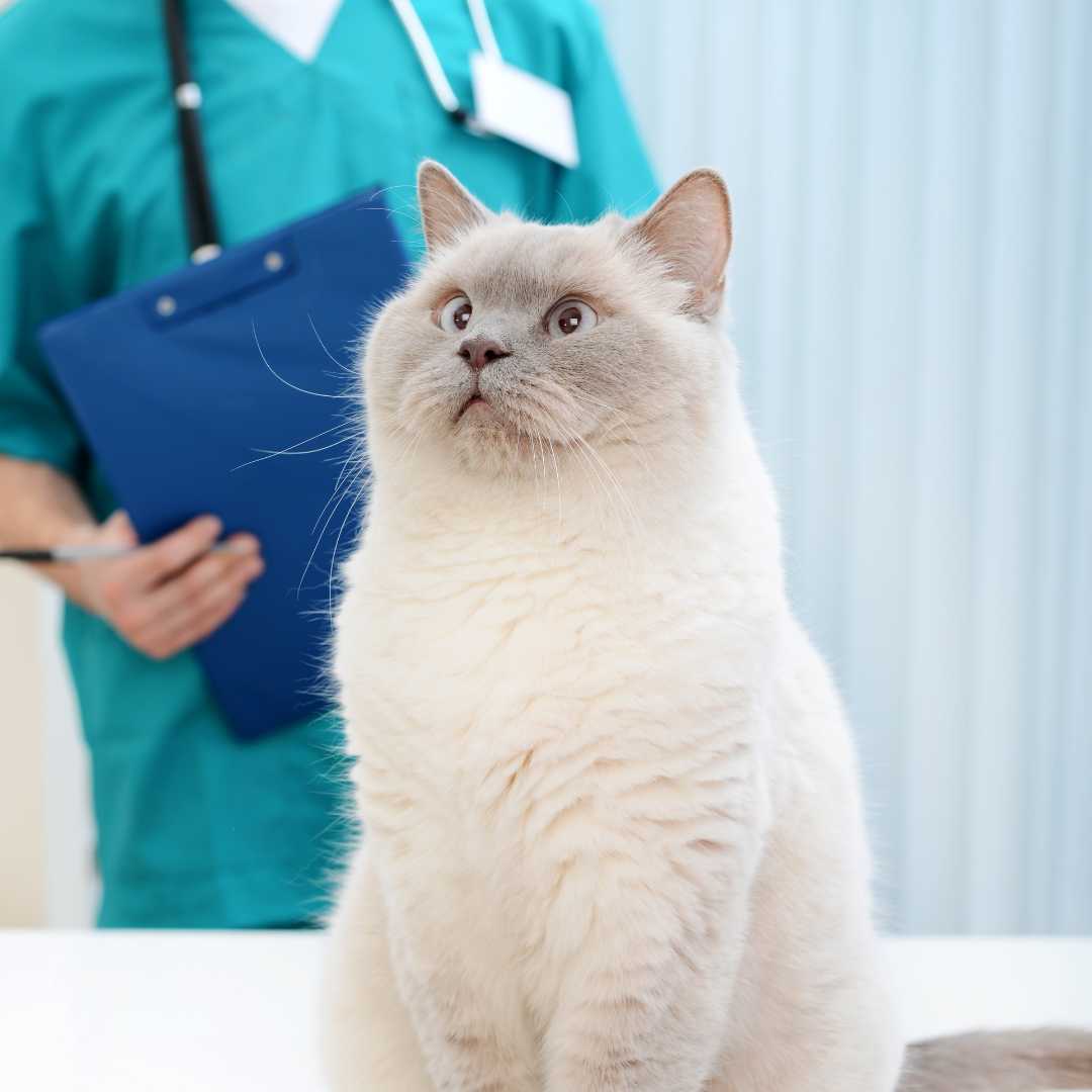 A cat sits on a table in front of a doctor