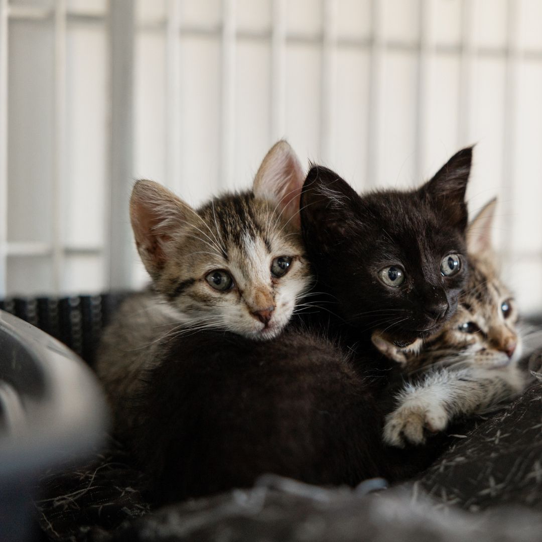 Three playful kittens are sitting together on a soft blanket