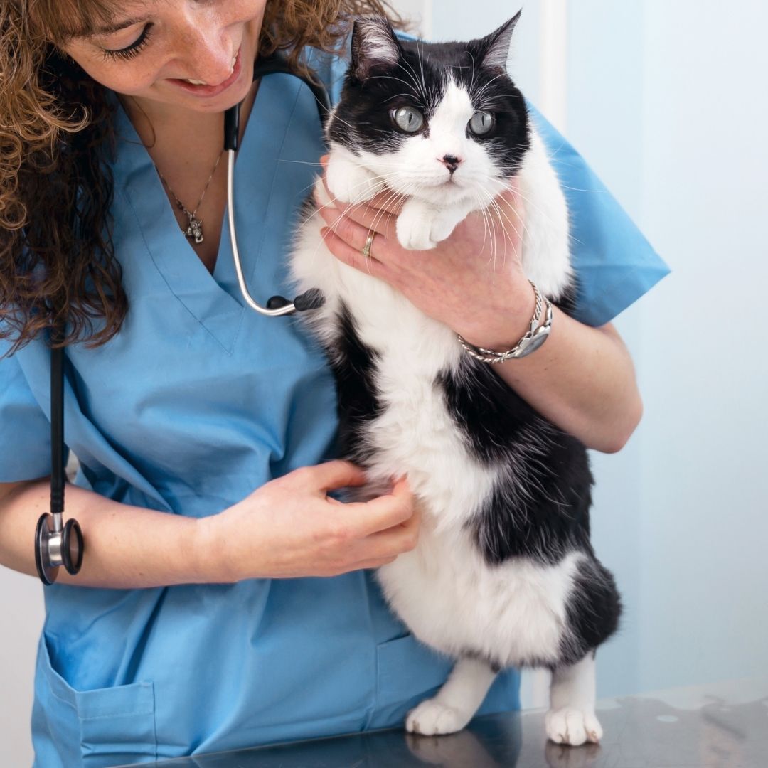 routine vet exams Waupaca routine vet exams Waupaca