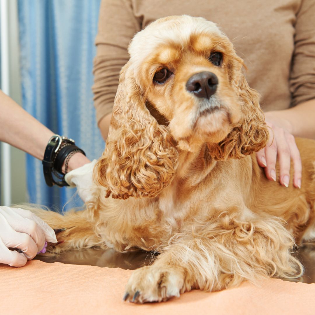 Dog tick test