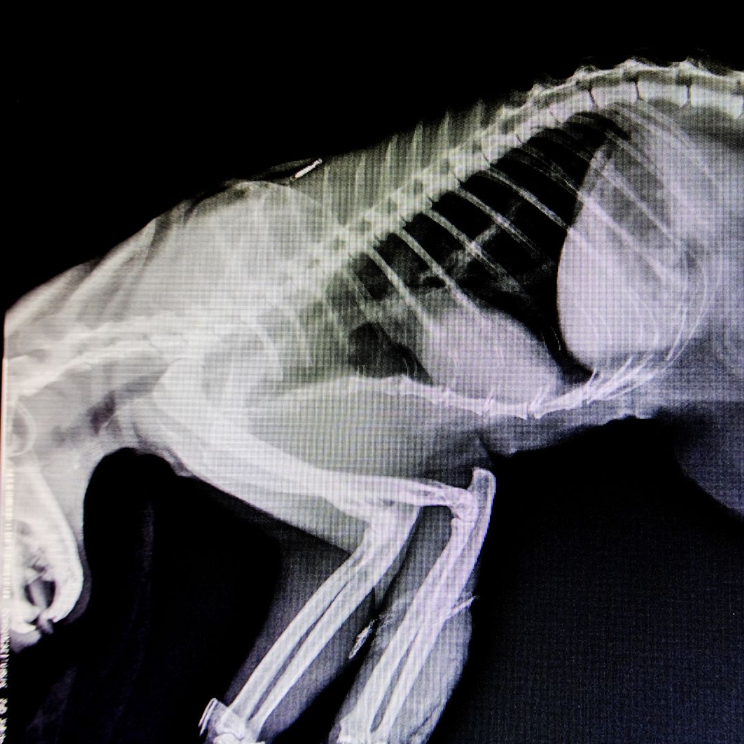 Pet xray image