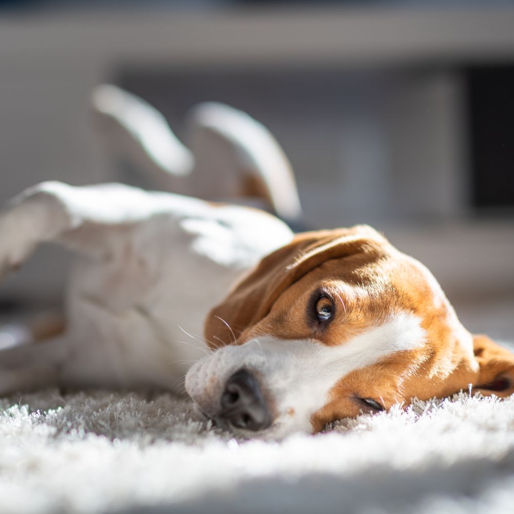 white and brown dog laying on white rug calmly