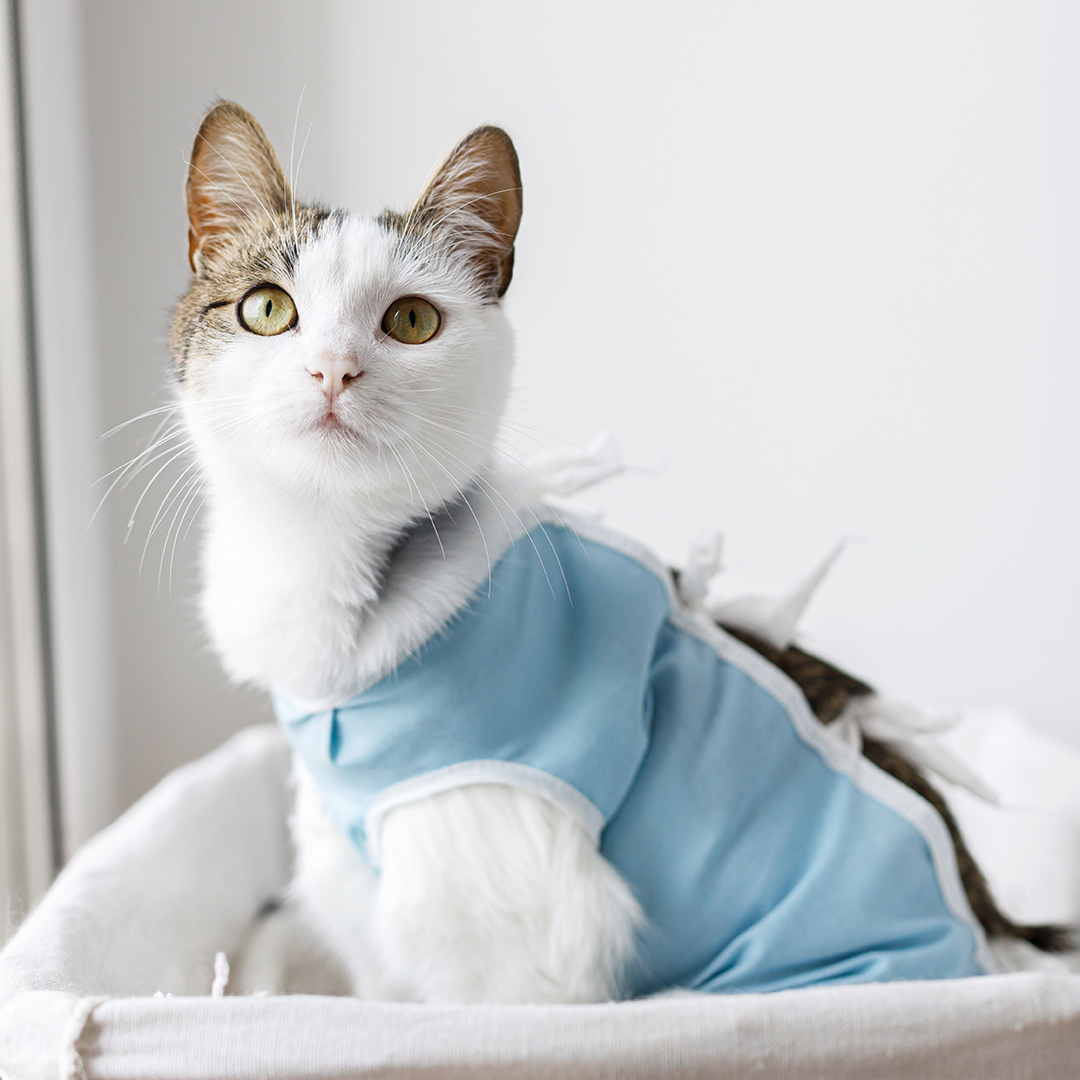 adorable cat sitting in basket near a window wearing a recovery suit after surgery