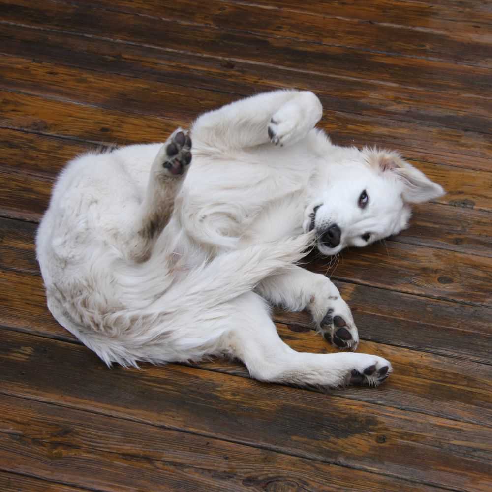 white dog laying on back against a dark wood floor  chewing on its own tail