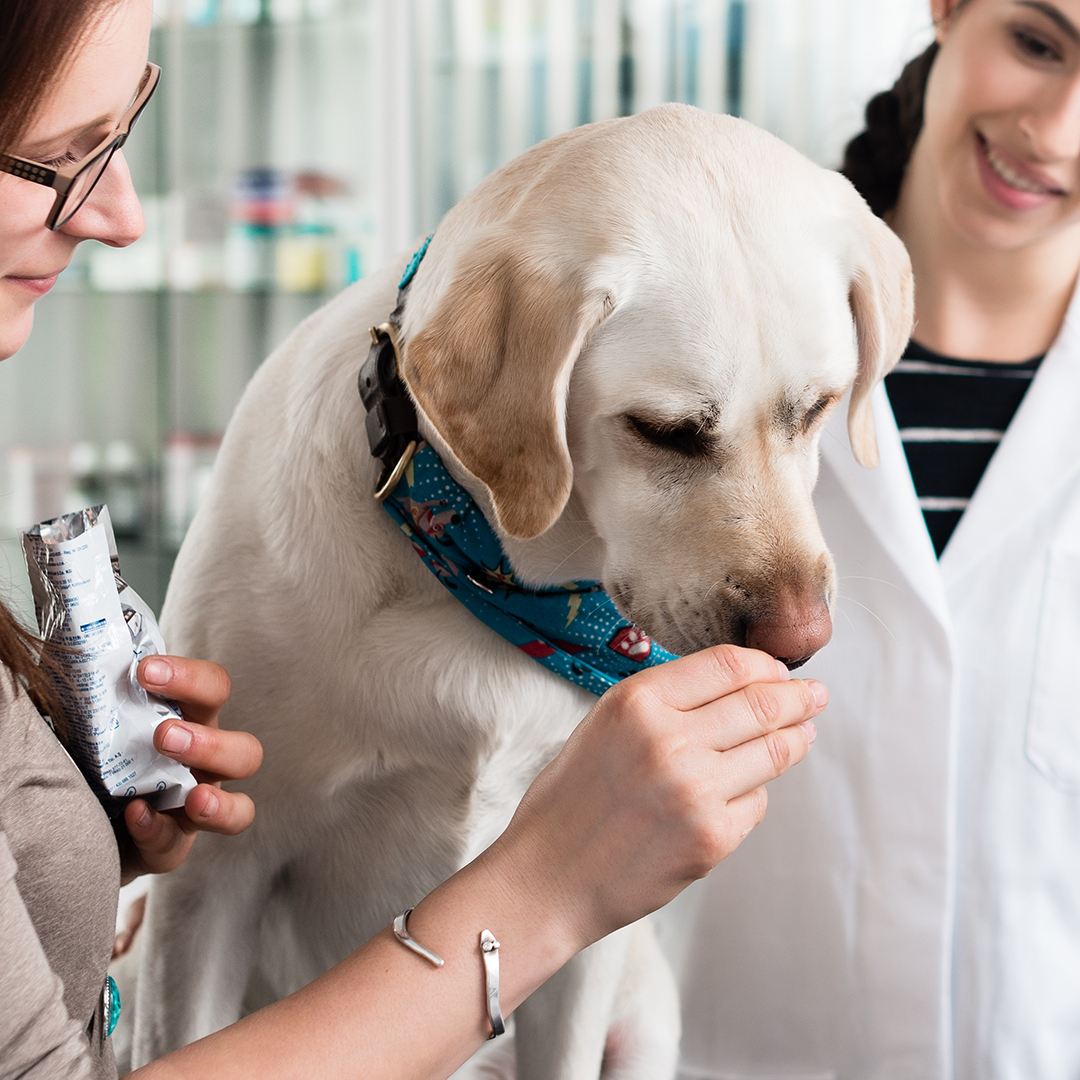 a woman feeding dog medication