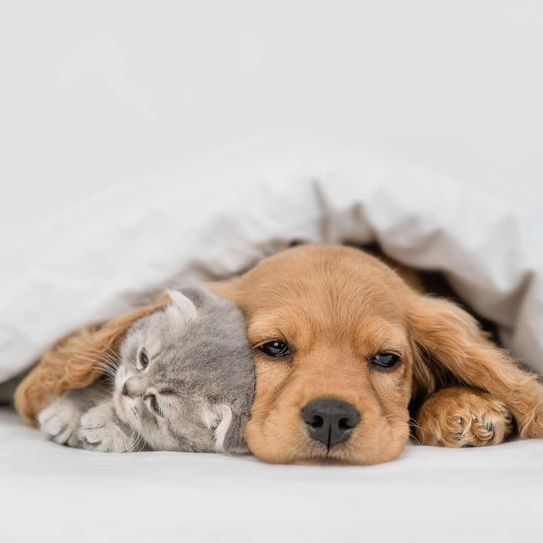 Cocker spaniel puppy snuggling with a sleepy kitten under a warm blanket