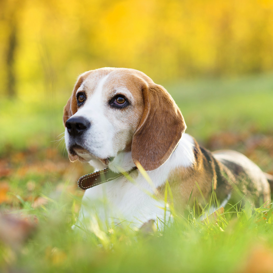 beagle dog laying in grass field in autumn