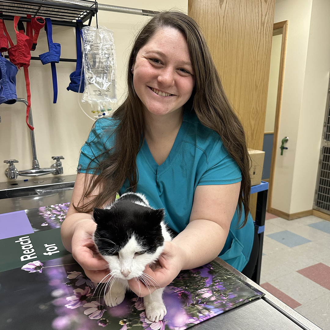vet tech comforting a cat patient in an exam room