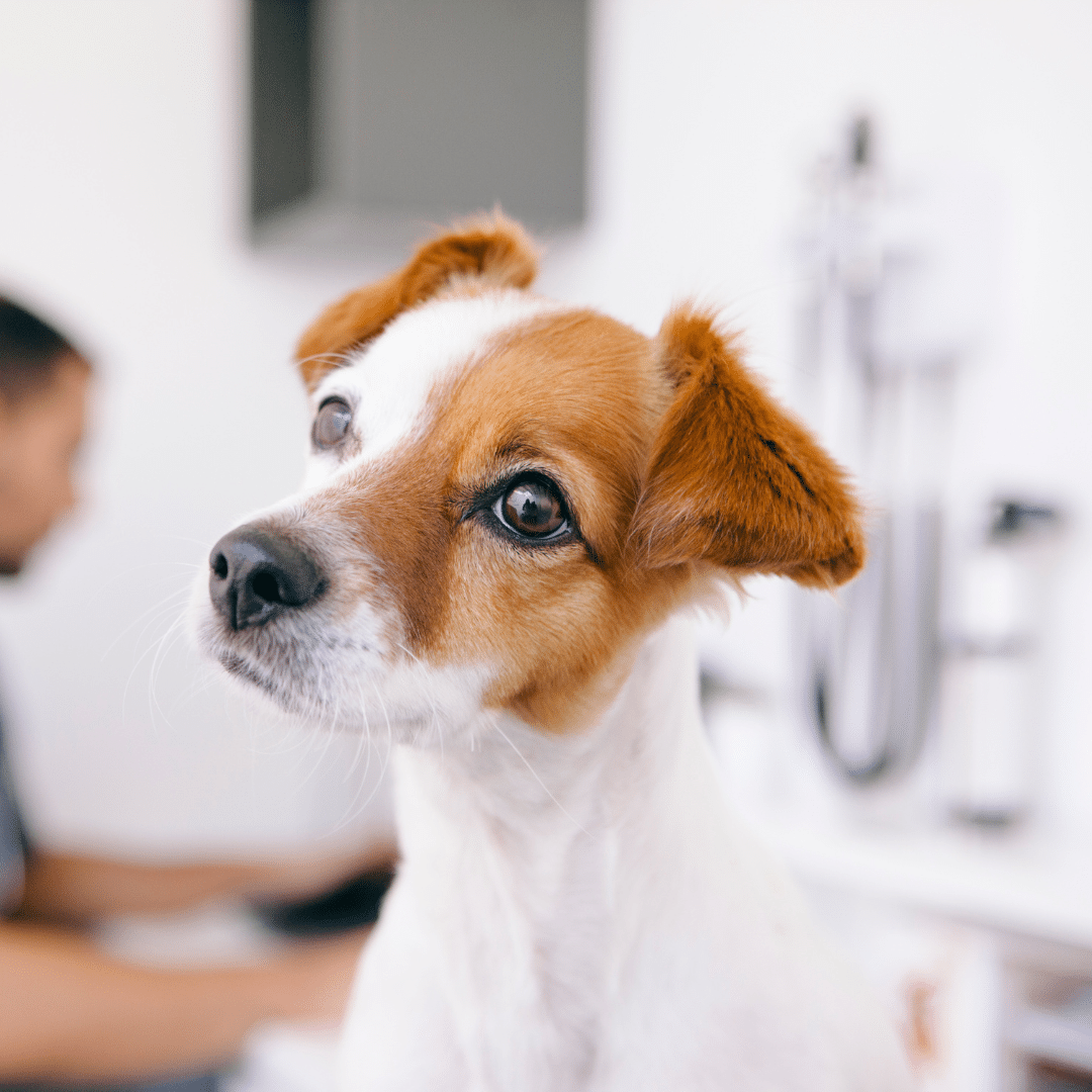 dog sitting at the vet