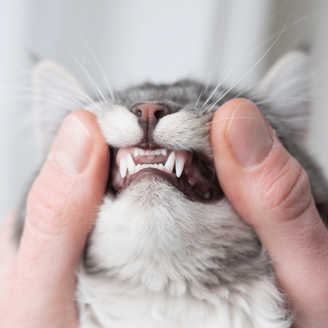 person examining cats teeth