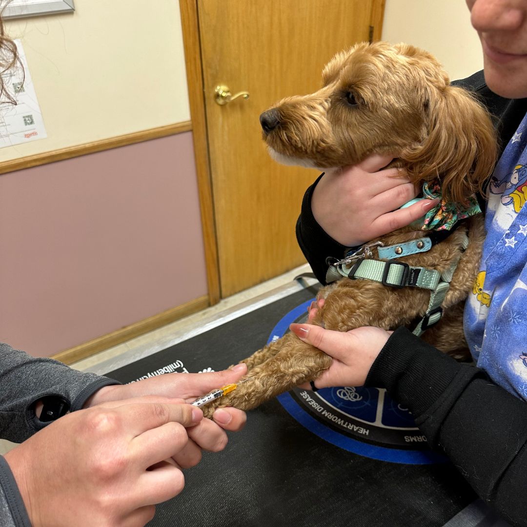 person giving a dog heartworm treatment