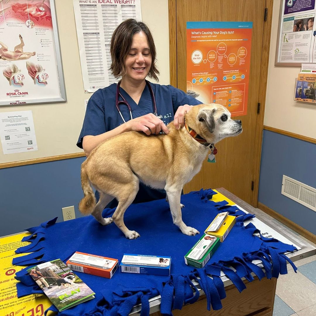 Understanding Pain in Pets
