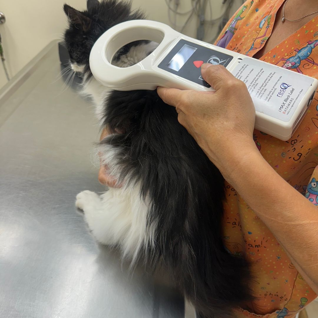 A woman performing laser therapy on a dog