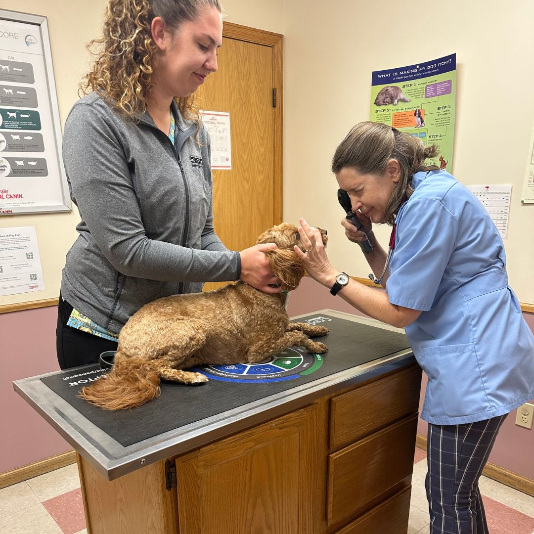 routine vet exams Waupaca