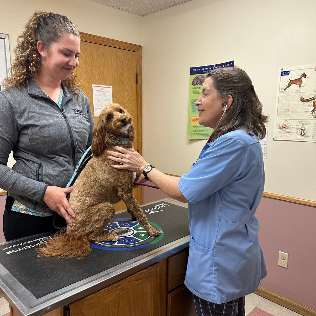 Countryside Animal Hospital blue and gold outdoor sign featuring images of dogs and cats.